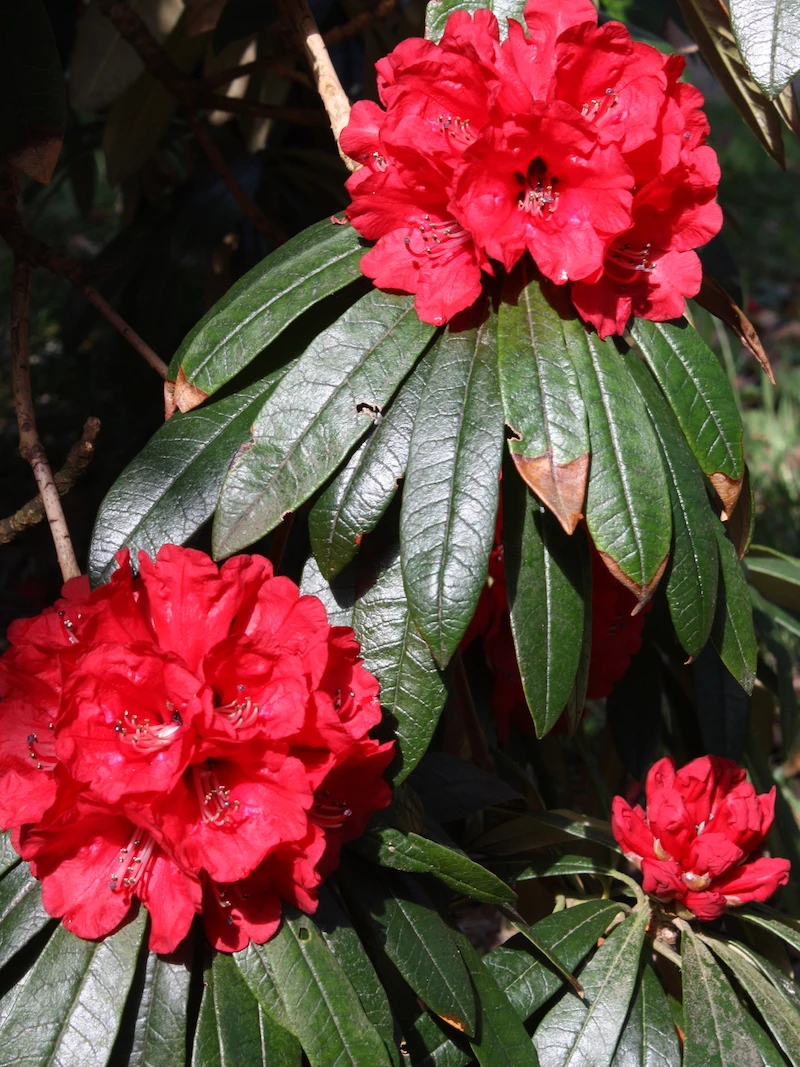 R. arboreum ssp. delavayi